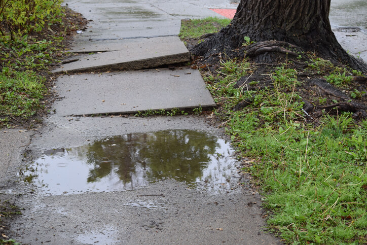 sidewalk cracked from tree roots